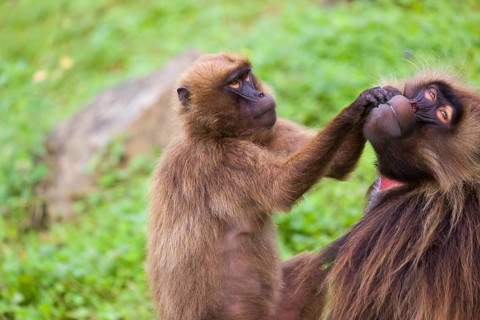One female Gelada (Theropithecus gelada), or bleeding-heart monkey sitting on a log grooming an