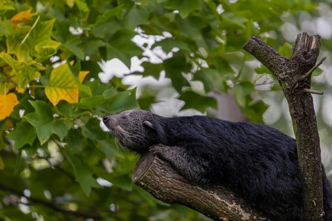 One binturong (Arctictis binturong), or bearcat balancing over branches framed by green leafs