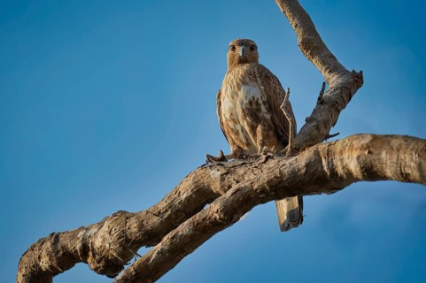 Madagascar buzzard in the dry forests of Kirindy in western Madagascar