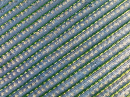 Rows of cultivated almond trees (Prunus dulcis) in the Campiña Cordobesa, the fertile rural area