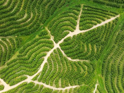 Cultivated orange trees (Citrus sinensis) and network of agricultural roads. Aerial view. Drone
