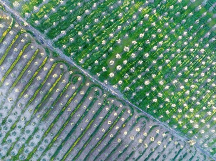 Cultivated olive trees (Olea europaea). Aerial view. Drone shot. Cádiz province, Andalusia, Spain,