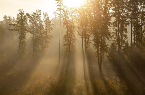 Sunrise with morning fog in the deciduous forest, Gmünd, Waldviertel, Lower Austria, Austria,
