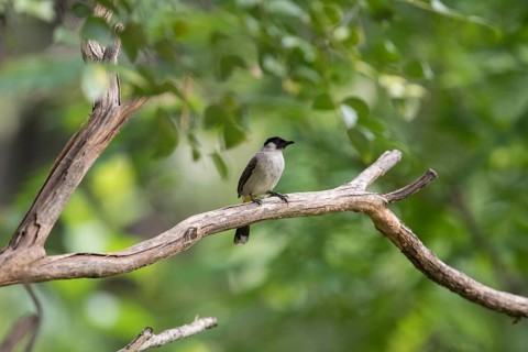Sooty-crested Bulbul (Pycnonotus aurigaster), Phetchaburi, Kaeng Krachan National Park, Thailand,