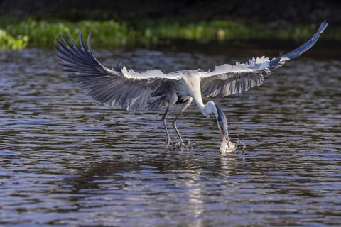 Cocoirei heron (Ardea cocoi), hunting fish in flight, Rio Claro, Pantanal, Brazil, South America
