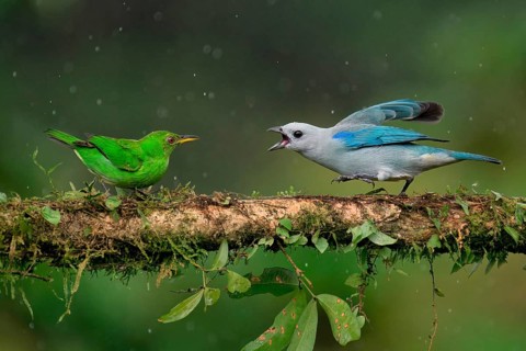 Blue-gray tanager (Thraupis episcopus) quarrelling with a Green Honeycreeper (Chlorophanes spiza)