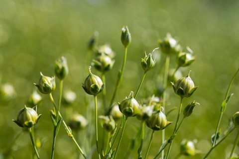 Flax field, buds of flax (Linum) in a field near Hirschstein, Saxony, Germany, Europe