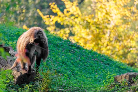 A male Gelada (Theropithecus gelada), or bleeding-heart monkey stands in beautiful light on a tree