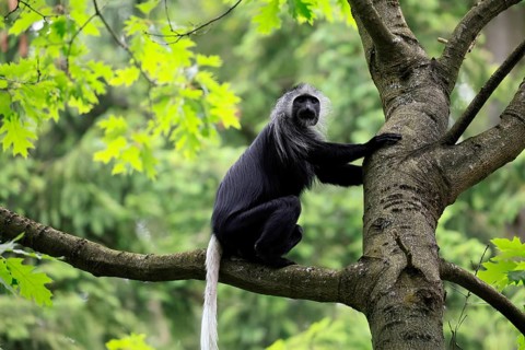 White-bearded snub-nosed monkey (Colobus polykomos), adult, sitting, on tree, foraging, alert