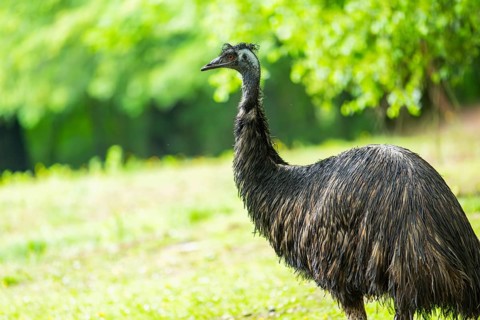 Emu (Dromaius novaehollandiae), portrait, Bavaria, Germany, Europe