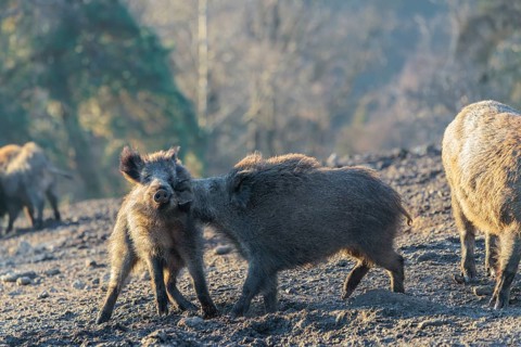 Two young wild boars (Sus scrofa) play fighting and dominance on a frozen field on a sunny day. A