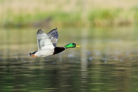 Mallard (Anas platyrhynchos), drake in flight, Switzerland, Europe