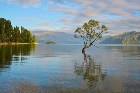 Tree in lake with forested shore and mountains, peaceful water reflection, summer, Lake Wanaka,