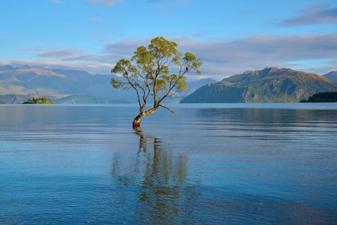 Single tree in calm lake with mountains, clear reflection and peaceful mood, summer, Lake Wanaka,