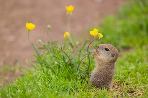 A young European ground squirrel (Spermophilus citellus) or European souslik sits in green gras