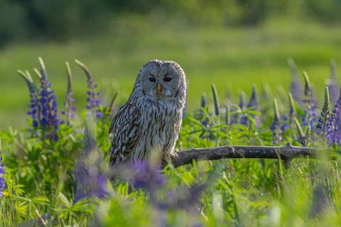 One Ural owl (Strix uralensis) sitting on a branch lying in a field of flowering lupines in late