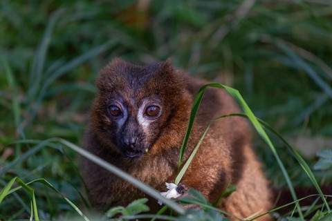 One red-bellied lemur (Eulemur rubriventer) sitting on grass, feeding on a leaf. Green vegetation