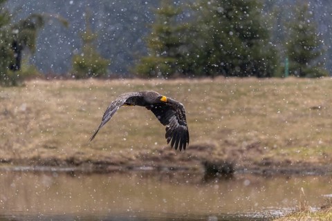 One young Steller's sea eagle (Haliaeetus pelagicus) flying over a lake while snow is falling. A