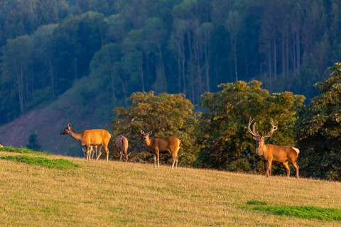 A herd of Altai maral, Altai wapiti or Altai elk (Cervus canadensis sibiricus) stand on a meadow in