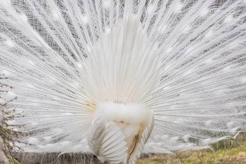 Male White Peafowl (Pavo cristatus mut. alba) displaying