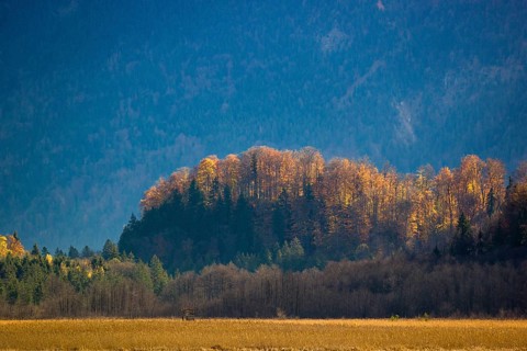 Murnau Moss, Murnauer Moos, a wetland close to Murnau, Bavaria, Germany, Europe