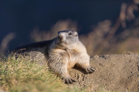 One adult Alpine Marmot, Marmota marmota, resting on a rim of a soil, observing his surrounding