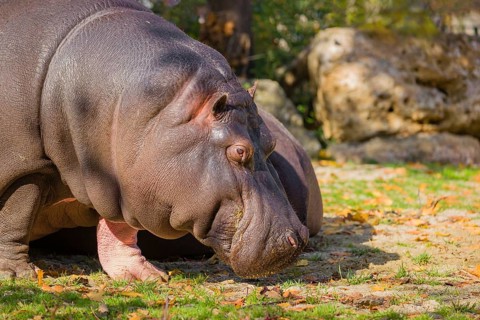 Two hippopotamus or hippo (Hippopotamus amphibius), grazing on a river bank