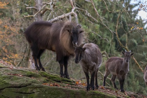 One female and one male Himalayan Tahr (Hemitragus jemlahicus) standing in a forest. Green and