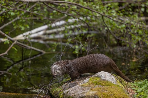 One Eurasian otter (Lutra lutra), walking over a mossy rock. Shaking off the water. Behind him is a