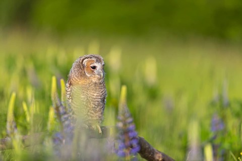One young Ural owl (Strix uralensis) sitting on a branch lying in a field of flowering lupines in
