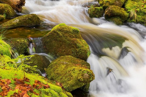 Kleine Ohe creek below Waldhaeuser village in the Bavarian Forest Nationalpark. Flowing water,