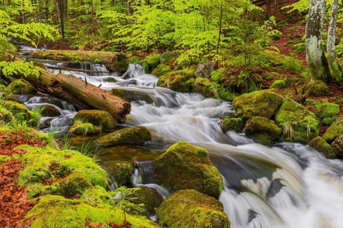 Kleine Ohe creek below Waldhaeuser village in the Bavarian Forest Nationalpark. Flowing water,