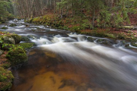 Kleine Ohe creek below Waldhaeuser village in the Bavarian Forest Nationalpark. Flowing water and