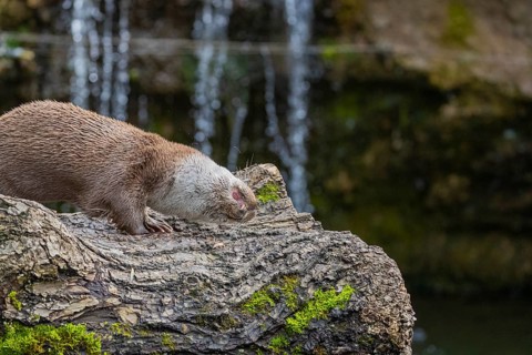 One Eurasian otter (Lutra lutra) resting on a log in front of a little cascade. Shaking his head to