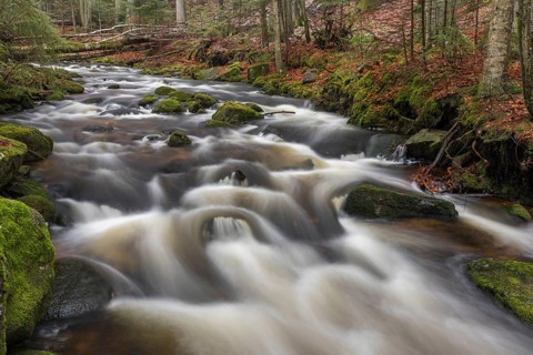 Kleine Ohe creek below Waldhaeuser village in the Bavarian Forest Nationalpark. Flowing water and