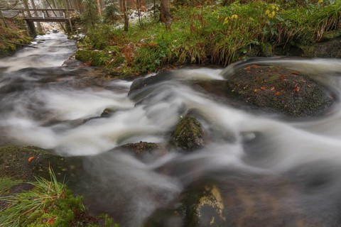 Kleine Ohe creek below Waldhaeuser village in the Bavarian Forest Nationalpark. Flowing water and