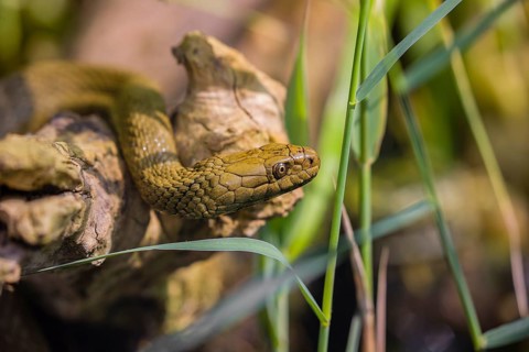 A dice snake (Natrix tessellata tessellata) in its habitat