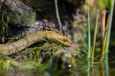 A dice snake (Natrix tessellata tessellata) in its habitat