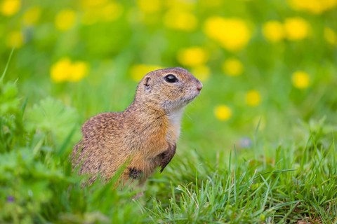 An adult European ground squirrel (Spermophilus citellus) or European souslik sits in green gras