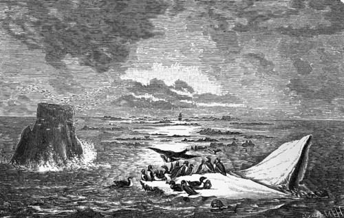Birds such as alcids, storm petrels on ice floes in Franz Josef Land, Arctic Ocean, Arctic Ocean,