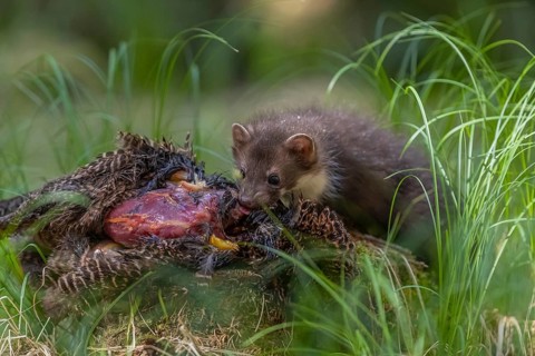 One beech marten (Martes foina), feeding on a pheasant lying on the forest floor between green