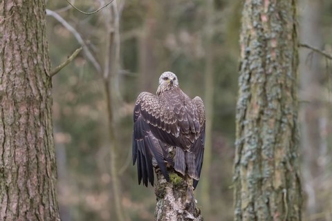 One black kite (Milvus migrans) sitting on a dead birch tree in a forest