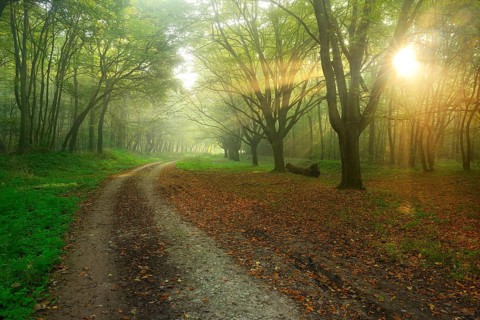 Forest path in the morning mist, sunbeams break through the leaves, Freyburg (Unstrut),