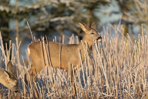 Roe deer standing in hoar frosted dead stinging nettle at minus 15 °C at sunrise. Licking off the