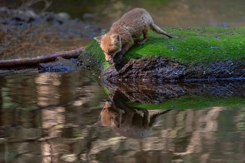 One young red fox, Vulpes vulpes, walking over a mossy rock in a shallow forest creek in late light