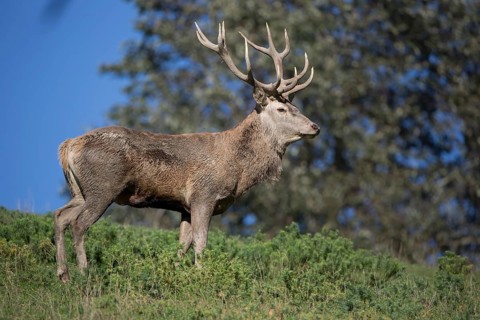 Red Deer stag at the rutting season, mud covered.. Sky in background
