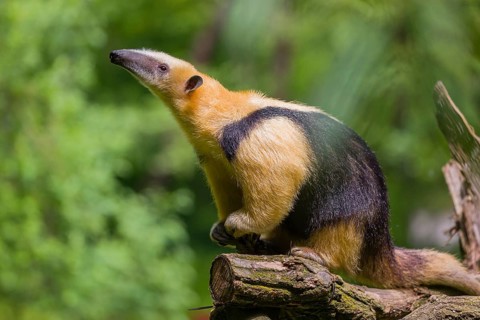 A southern tamandua (Tamandua tetradactyla), sits in a tree, watching the surrounding