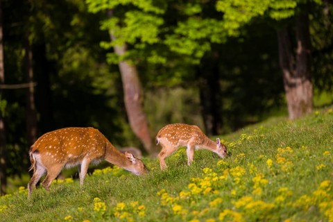 One female Manchurian sika deer or Dybowski's sika deer (Cervus nippon mantchuricus or Cervus