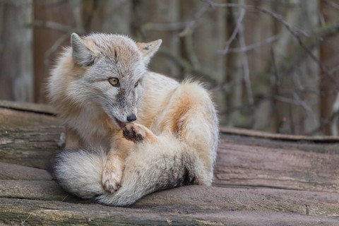 One corsac fox (Vulpes corsac) grooming himself, lying on a log