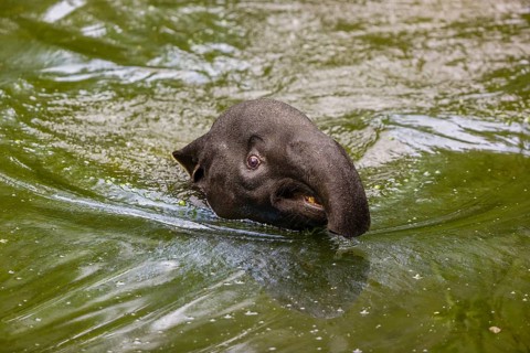 A Malayan tapir (Acrocodia indica) swims in a river